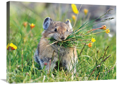 Global Gallery GCS-486599-30-142 30 in. Pika Art Print - Vic Schendel