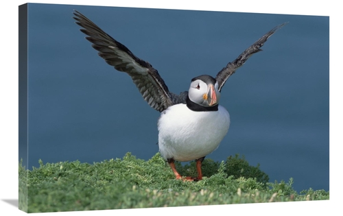 Global Gallery GCS-451571-2030-142 20 x 30 in. Atlantic Puffin Exercis