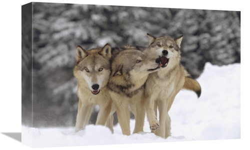 Global Gallery GCS-396147-1218-142 12 x 18 in. Timber Wolf Trio Playin