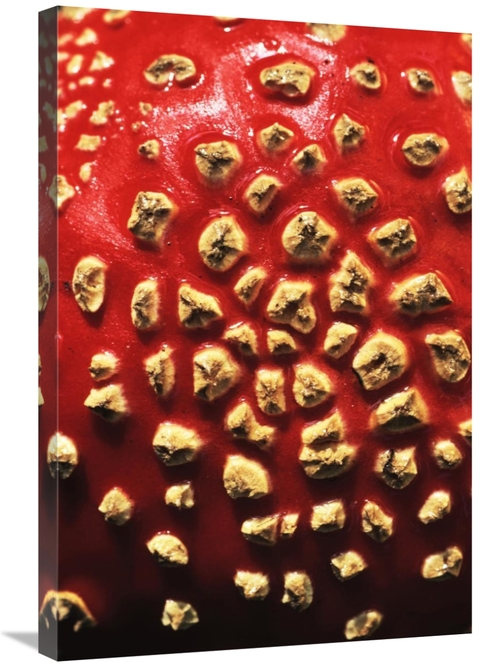 Global Gallery GCS-398289-2030-142 20 x 30 in. Fly Agaric Detail, 