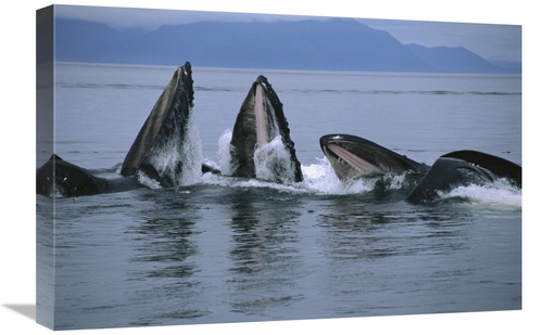 Global Gallery GCS-450808-1624-142 16 x 24 in. Humpback Whale Pod Gulp