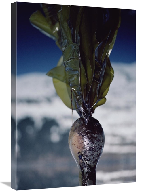 Global Gallery GCS-450641-2030-142 20 x 30 in. Close-Up of Oil-Covered