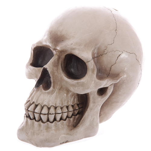 Large Lifesize Human Skull Money Box