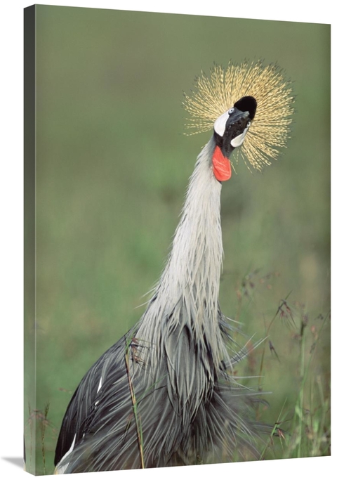 Global Gallery GCS-395968-2436-142 24 x 36 in. Grey Crowned Crane,