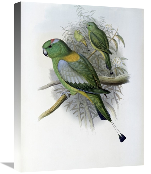 Global Gallery GCS-277779-22-142 22 in. Racket-Tailed Parrot Art Print