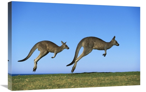 Global Gallery GCS-395904-2030-142 20 x 30 in. Eastern Grey Kangaroo T