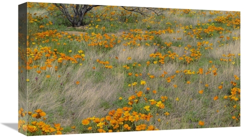 Global Gallery GCS-396282-22-142 22 in. California Poppy Meadow with G