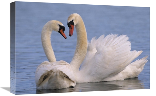 Global Gallery GCS-395570-1624-142 16 x 24 in. Mute Swan Pair Courting