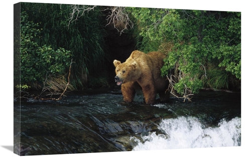 Global Gallery GCS-452536-2030-142 20 x 30 in. Grizzly Bear Fishing