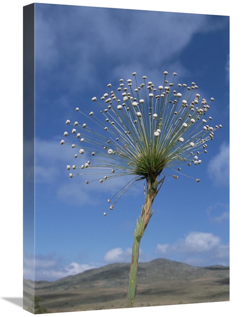 Global Gallery GCS-451575-1624-142 16 x 24 in. Pipewort Grassland Plan