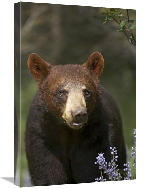 Global Gallery GCS-396020-1624-142 16 x 24 in. Black Bear Portrait&#44