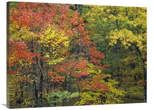 Global Gallery GCS-396630-3040-142 30 x 40 in. Fall Foliage at Fishers