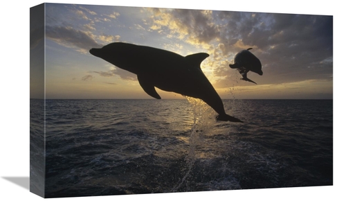 Global Gallery GCS-452356-1218-142 12 x 18 in. Bottlenose Dolphin Leap