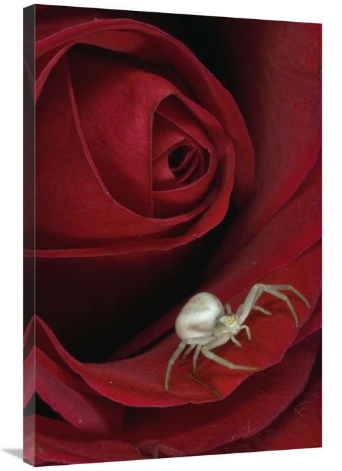 Global Gallery GCS-451948-2436-142 24 x 36 in. Goldenrod Crab Spider o