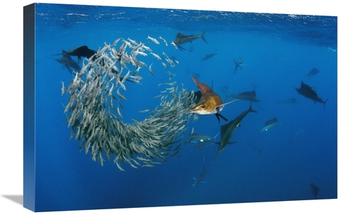 Global Gallery GCS-397931-1624-142 16 x 24 in. Atlantic Sailfish Group