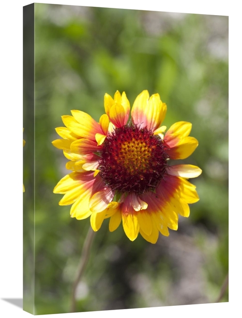 Global Gallery GCS-395467-1624-142 16 x 24 in. Annual Coreopsis Flower