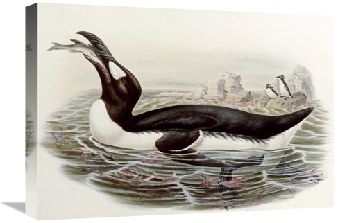 Global Gallery GCS-268027-22-142 22 in. Great Auk Art Print - John Gou