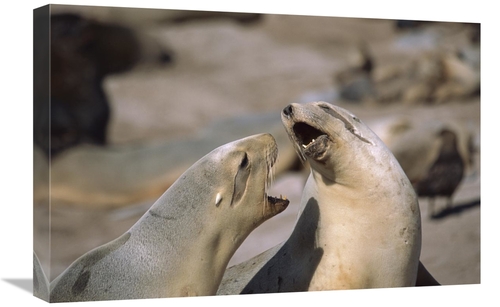 Global Gallery GCS-451828-1624-142 16 x 24 in. Hookers Sea Lion Female