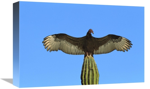 Global Gallery GCS-453309-1218-142 12 x 18 in. Turkey Vulture Perching