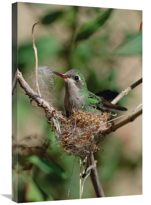 Global Gallery GCS-452538-2030-142 20 x 30 in. Broad-Billed Hummingbir