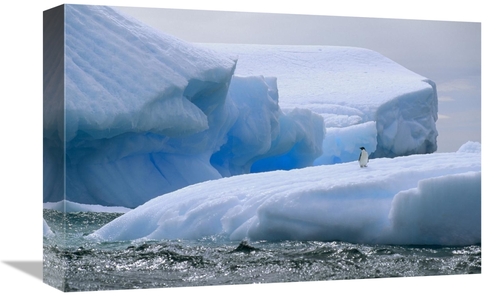 Global Gallery GCS-451094-1218-142 12 x 18 in. Adelie Penguin on Icebe