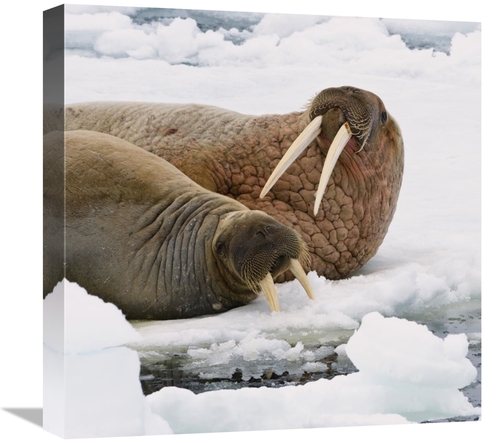 Global Gallery GCS-452706-1818-142 18 x 18 in. Walrus Male & Female on