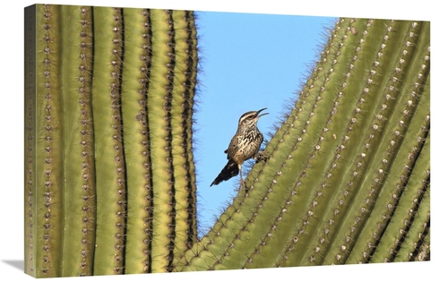Global Gallery GCS-453279-2030-142 20 x 30 in. Cactus Wren Perched on 