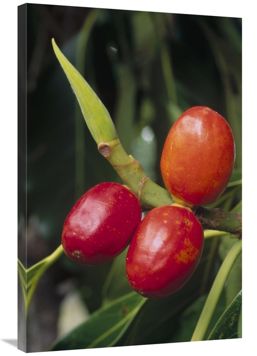 Global Gallery GCS-451132-2436-142 24 x 36 in. False Banyon Tree, 