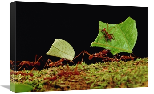 Global Gallery GCS-450770-1624-142 16 x 24 in. Leafcutter Ant Workers 