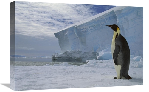 Global Gallery GCS-451733-1624-142 16 x 24 in. Emperor Penguin on Sea 