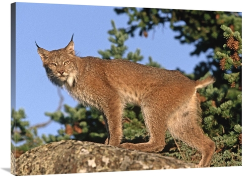 Global Gallery GCS-396183-3040-142 30 x 40 in. Canada Lynx Climbing on