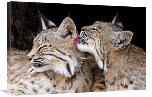 Global Gallery GCS-486439-36-142 36 in. Bobcat Love Art Print - Vic Sc