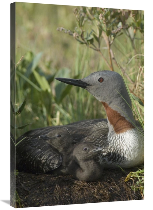 Global Gallery GCS-451941-2436-142 24 x 36 in. Red-Throated Loon with 