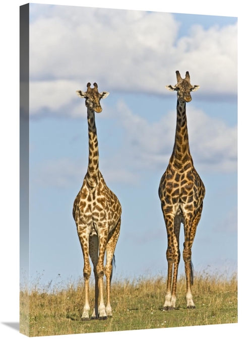Global Gallery GCS-395346-2030-142 20 x 30 in. Masai Giraffe Male & Fe