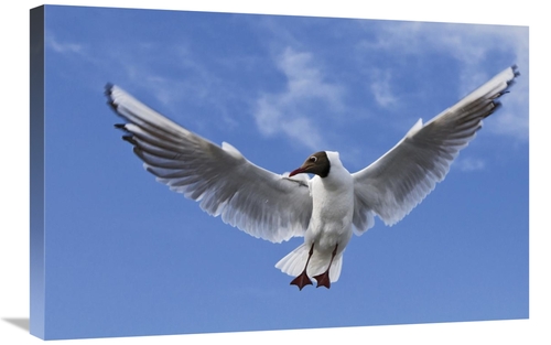 Global Gallery GCS-398064-2030-142 20 x 30 in. Black-Headed Gull in Fl