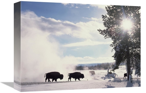 Global Gallery GCS-396556-1216-142 12 x 16 in. American Bison in Winte