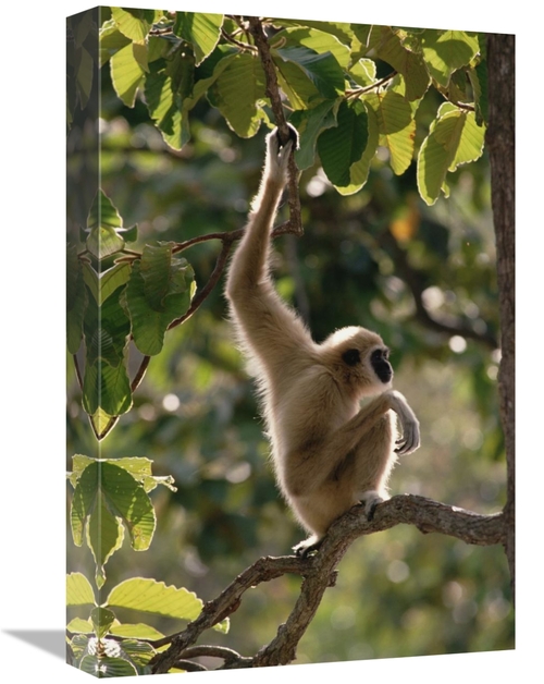 Global Gallery GCS-452823-1218-142 12 x 18 in. White-Handed Gibbon in 