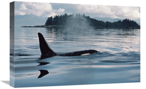 Global Gallery GCS-450567-1624-142 16 x 24 in. Orca Surfacing, Joh