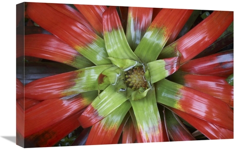 Global Gallery GCS-395975-1624-142 16 x 24 in. Bromeliad Flower, C