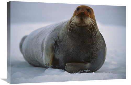 Global Gallery GCS-450931-2030-142 20 x 30 in. Bearded Seal Dyed Red F
