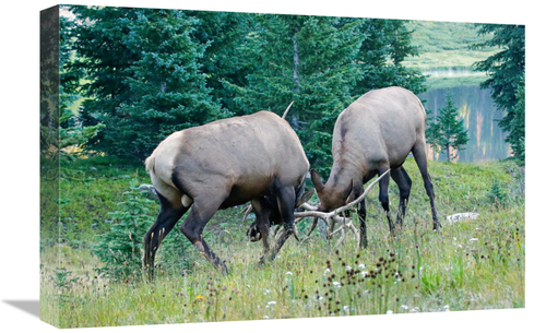 Global Gallery GCS-486466-22-142 22 in. The Fight Art Print - Vic Sche