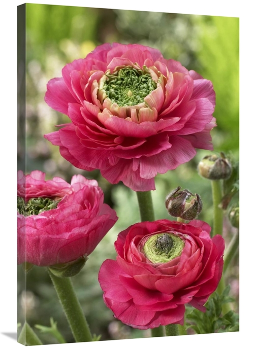 Global Gallery GCS-398388-2436-142 24 x 36 in. Buttercup Mirabelle Ver