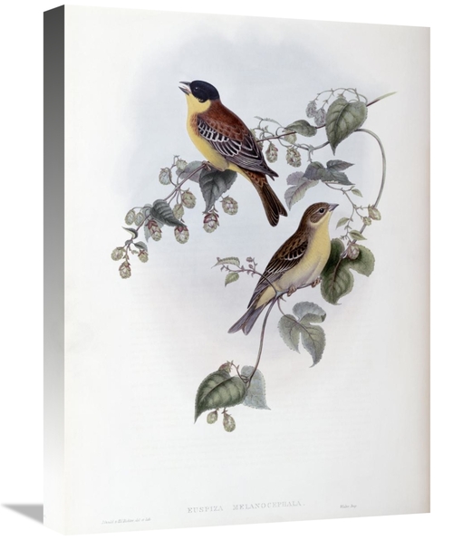 Global Gallery GCS-277740-22-142 22 in. Black Headed Bunting Art Print