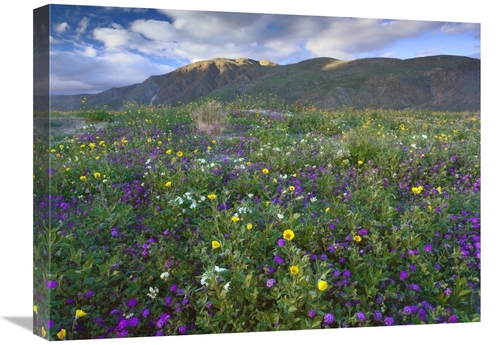 Global Gallery GCS-397055-1824-142 18 x 24 in. Wildflowers Carpeting t