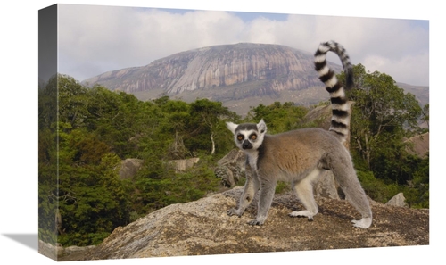 Global Gallery GCS-453253-1218-142 12 x 18 in. Ring-Tailed Lemur in th