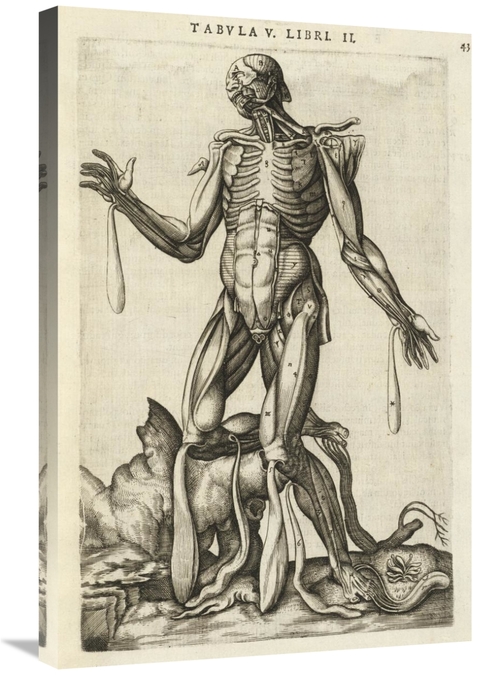 Global Gallery GCS-454962-2030-142 20 x 30 in. Male Figure with Muscle