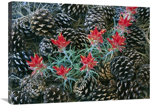 Global Gallery GCS-397095-2432-142 24 x 32 in. Indian Paintbrush Surro