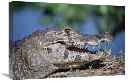 Global Gallery GCS-451486-1624-142 16 x 24 in. Jacare Caiman Portrait&