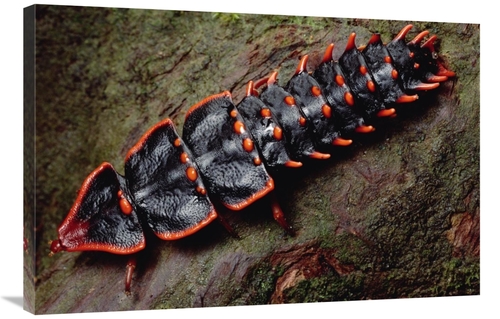 Global Gallery GCS-450980-2436-142 24 x 36 in. Net-Winged Beetle, 