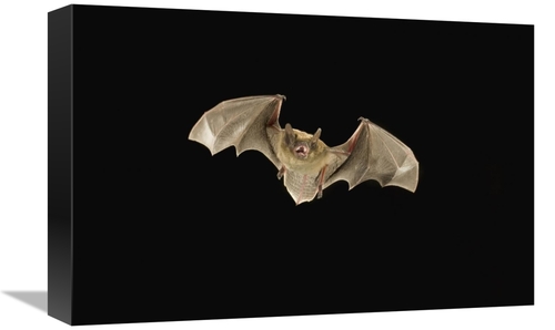 Global Gallery GCS-395720-1218-142 12 x 18 in. Little Brown Bat Flying